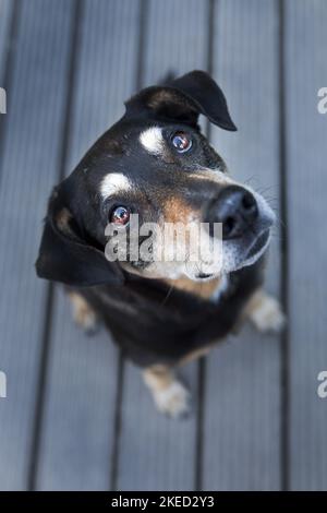 mongrel séance Banque D'Images