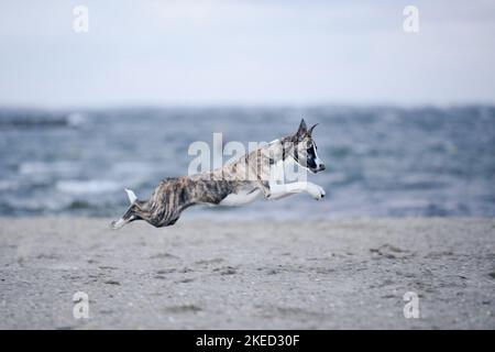 Exécution de Whippet-Border-Collie Banque D'Images
