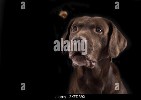 Labrador Retriever Portrait Banque D'Images