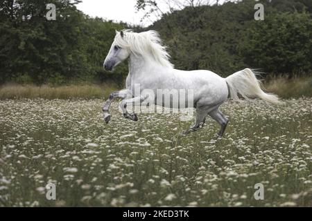 Camarguehorse dans la prairie Banque D'Images