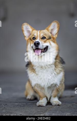 Assis Welsh Corgi Pembroke Banque D'Images