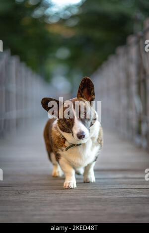 Comité permanent Welsh Corgi Cardigan Banque D'Images