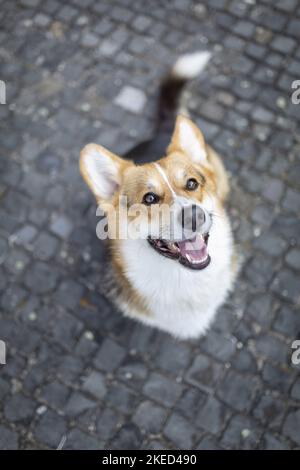 Assis Welsh Corgi Pembroke Banque D'Images