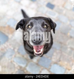 Labrador Retriever Banque D'Images