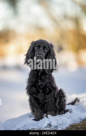 Chien de Cocker anglais en hiver Banque D'Images