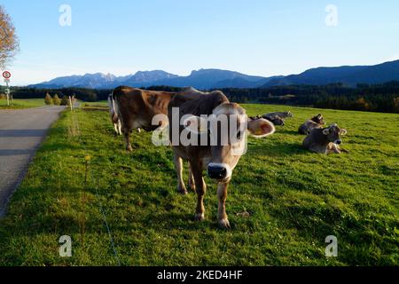 Vaches paissant sur les prairies alpines verdoyantes avec le pittoresque lac alpin Attlesee et les Alpes bavaroises en arrière-plan à Nesselwang, Allgaeu Banque D'Images