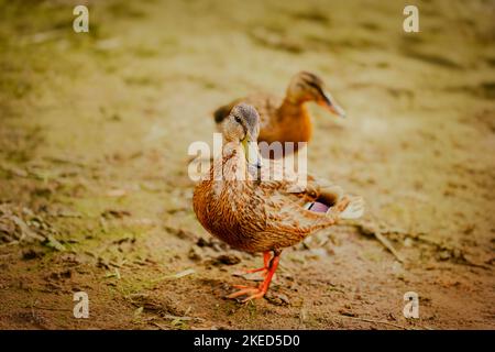 Deux canards bruns sauvages mignons marchent le long de la rive verte de la rivière un jour d'été. La faune. Banque D'Images