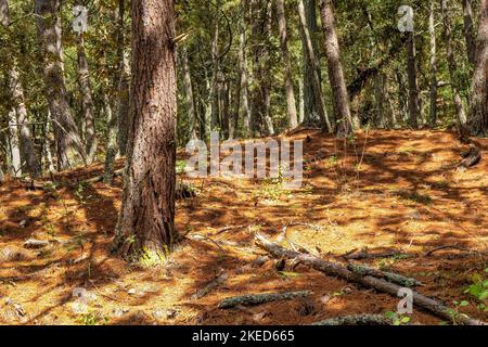 Une forêt avec de grands troncs d'arbres et un beau feuillage lumineux sous la lumière naturelle Banque D'Images