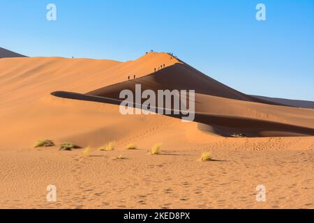 Les personnes grimpant Big Daddy ou Crazy Dune, la plus haute dune de sable entre Dead Vlei et Sossusvlei dans le parc Namib-Nuakluft, désert Namib, Namibie Banque D'Images