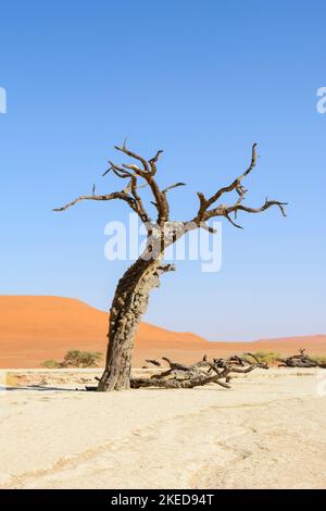 Acacia morts et dunes de sable géantes à Dead Vlei, près de Sossusvlei, dans le parc Namib-Nuakluft, désert Namib, Namibie Banque D'Images