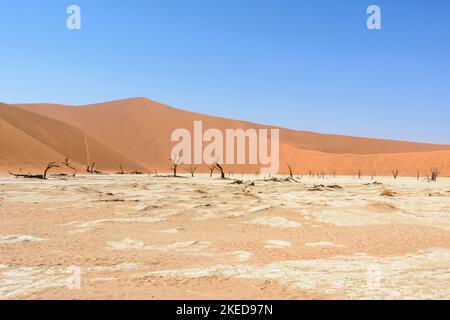 Acacia morts et dunes de sable géantes à Dead Vlei, près de Sossusvlei, dans le parc Namib-Nuakluft, désert Namib, Namibie Banque D'Images