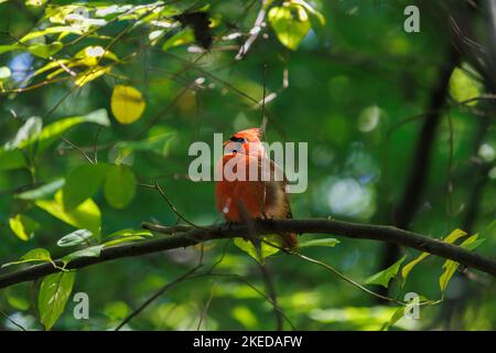 perches cardinales mâles du nord majestueusement sur une branche d'arbre baisée dans la forêt entourée d'un feuillage vert comme rayon de rayons du soleil à travers le Banque D'Images