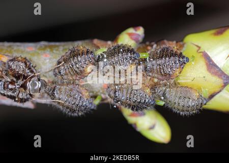 Pucerons, Periphyllus californiensis, donnant naissance à de jeunes pucerons sur la tige de l'érable, Acer platanoides. Banque D'Images