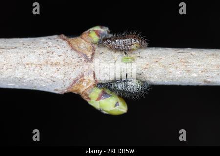 Pucerons, Periphyllus californiensis, donnant naissance à de jeunes pucerons sur la tige de l'érable, Acer platanoides. Banque D'Images