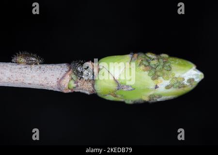 Pucerons, Periphyllus californiensis, donnant naissance à de jeunes pucerons sur la tige de l'érable, Acer platanoides. Banque D'Images