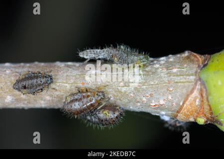 Pucerons, Periphyllus californiensis, donnant naissance à de jeunes pucerons sur la tige de l'érable, Acer platanoides. Banque D'Images