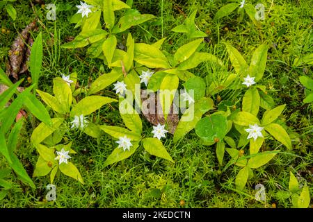 Starflower (Trientalis borealis) dans le sous-étage des bois, parc provincial Killarney, Killarney (Ontario), Canada Banque D'Images