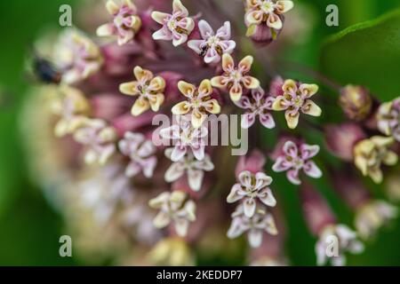 Fleurs de laitoued commune (Asclepias syriaca) et leurs pollinisateurs d'insectes, Grand Sudbury, Ontario, Canada Banque D'Images