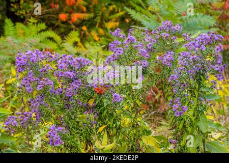 Les asters violets fleurissent en automne, Grand Isle State Park, Vermont, États-Unis Banque D'Images