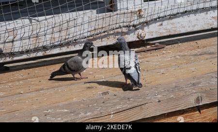 Pigeons sur la jetée de San Clemente dans le comté d'Orange, en Californie Banque D'Images