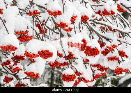 Neige fraîche sur les cendre de montagne à la fin de l'automne, Grand Sudbury, Ontario, Canada Banque D'Images