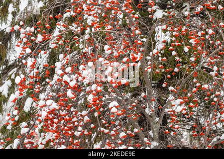 Frêne de montagne avec baies et neige, Grand Sudbury, Ontario, Canada Banque D'Images