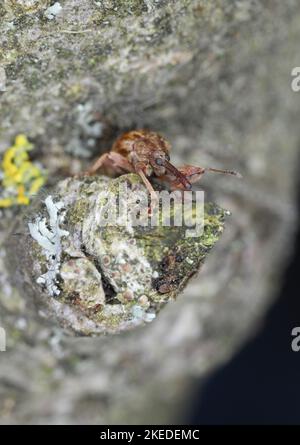 Anthonomus rectirostris ou charançon de la cerise, le charançon des fruits de pierre est un des principaux ravageurs des cerisiers Prunus avium, cerasus, mahaleb, pagus, spinosa. Banque D'Images