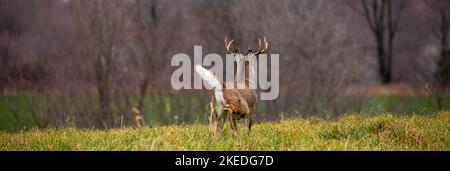 Buck de cerf à queue blanche (odocoileus virginianus) s'envolte avec queue vers le haut dans le Wisconsin, panorama Banque D'Images