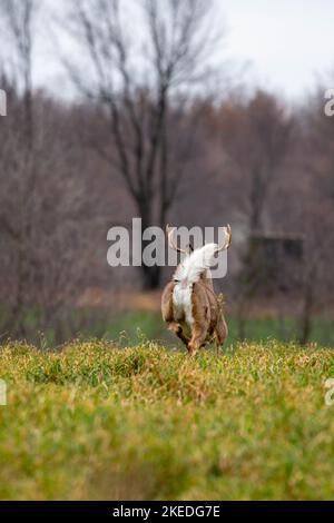 Le buck de cerf de Virginie (odocoileus virginianus) s'éloigne avec la queue vers le haut dans le Wisconsin, à la verticale Banque D'Images