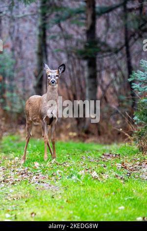 Fauve de cerf de Virginie (odocoileus virginianus) debout dans le Wisconsin, verticale Banque D'Images