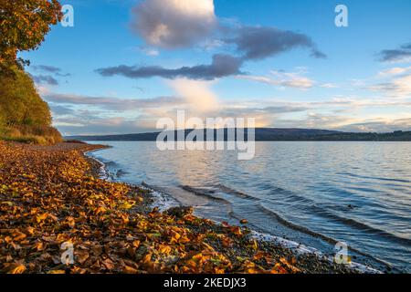 Vacances d'automne sur le beau lac de Constance avec ciel bleu et feuilles d'automne sur le bord du lac Banque D'Images