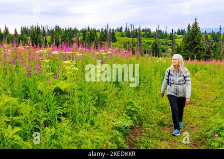 Femme âgée marchant; Fireweed; Chamaenerion angustifolium; et Cow Parsnip; Heracleum lanatum; Persil, Apiaceae, parc de loisirs d'Eveline ; vue Banque D'Images