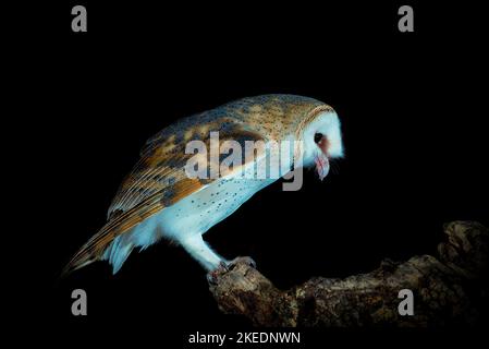 Hibou de la grange perchée sur son clocher dans la nuit sombre Banque D'Images