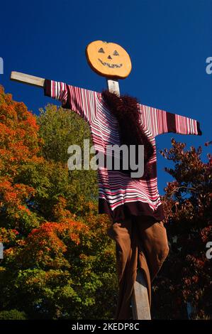 Une arnaque se dresse sur une ferme, servant davantage de décoration d'automne et d'Halloween que de dissuasion, dans un champ de maïs saisonnier d'automne Banque D'Images