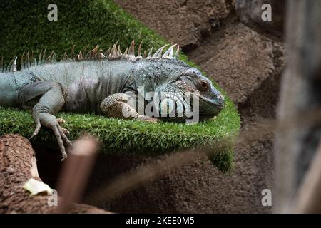 Une Iguana américaine perchée sur un lit herbacé. Banque D'Images