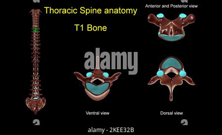 Rachis thoracique T 1 anatomie osseuse pour le concept médical 3D Illustration avec vue antérieure et postérieure Banque D'Images