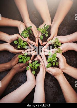 Passons au vert ensemble. Plan en grand angle d'un groupe de personnes méconnaissables tenant du sol et des plantes en herbe. Banque D'Images