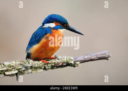 le kingfisher alcedo adulte est perché Banque D'Images