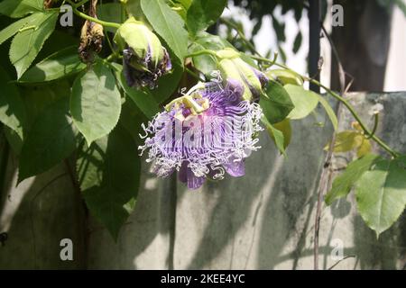 Fleur de passion de couleur violette (Passiflora cincincincinnata) en fleur : (pix SShukla) Banque D'Images