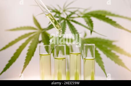 Cannabis, huile et compte-gouttes dans le verre pour la marijuana liquide, la phytothérapie, et la production légale de plantes mauvaises herbes, le chanvre pharmaceutique et la formule. Huile CBD Banque D'Images