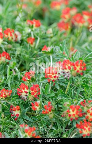 Anthyllis vulneraria var. Coccinea, fetch rénal à fleurs rouges, fetch rénal rouge Banque D'Images