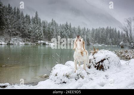 Beagle dans la neige Banque D'Images