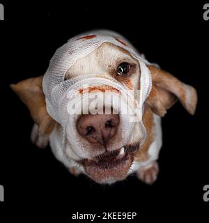 Beagle en costume Banque D'Images