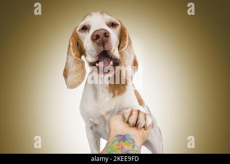 Beagle Banque D'Images