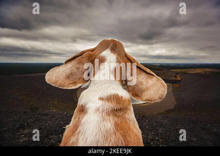 Portrait de Beagle Banque D'Images