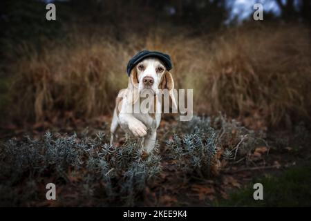 marche de Beagle Banque D'Images