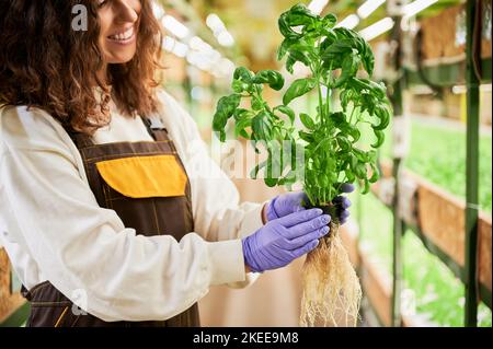 Vue courte des mains de femme dans des gants de jardin en caoutchouc tenant un pot au basilic vert. Jardinier féminin aux herbes culinaires de plantes à feuilles dans les mains debout en serre. Banque D'Images