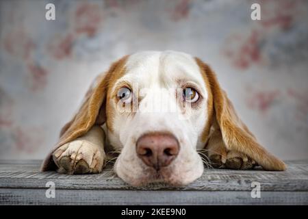Portrait de Beagle Banque D'Images