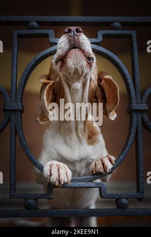 Beagle dans la ville Banque D'Images