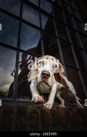 Beagle dans la ville Banque D'Images